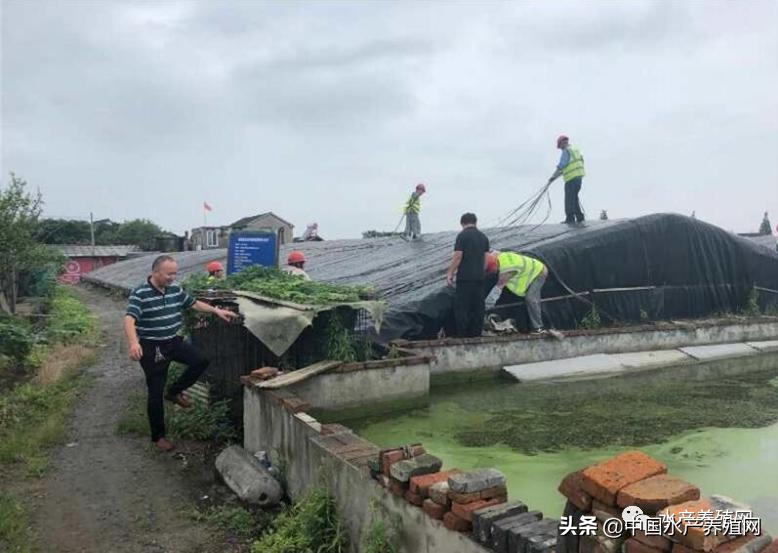 甲鱼养殖致富历程,甲鱼养殖致富