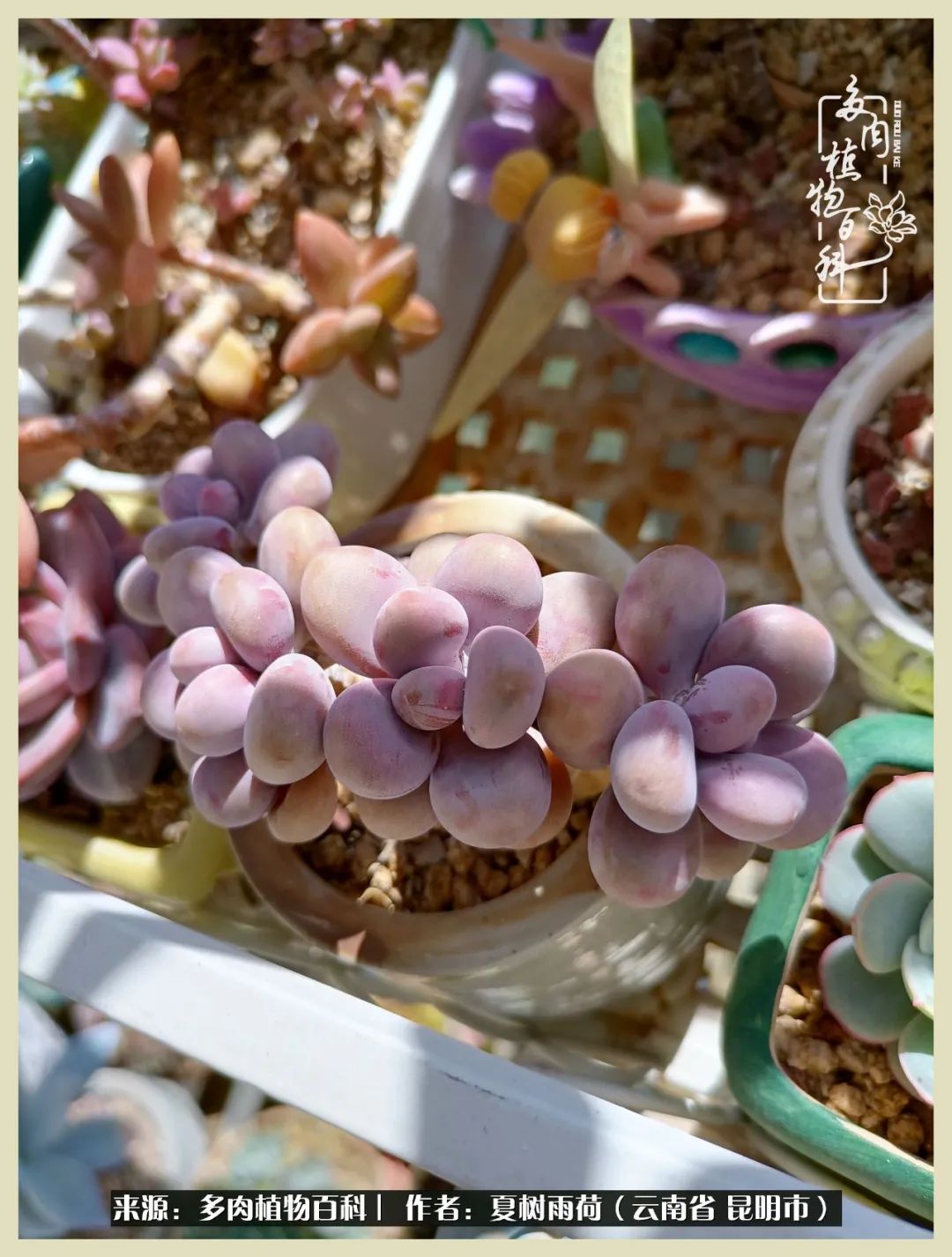 自从养了多肉有了窗台想要个阳台,养多肉10年多