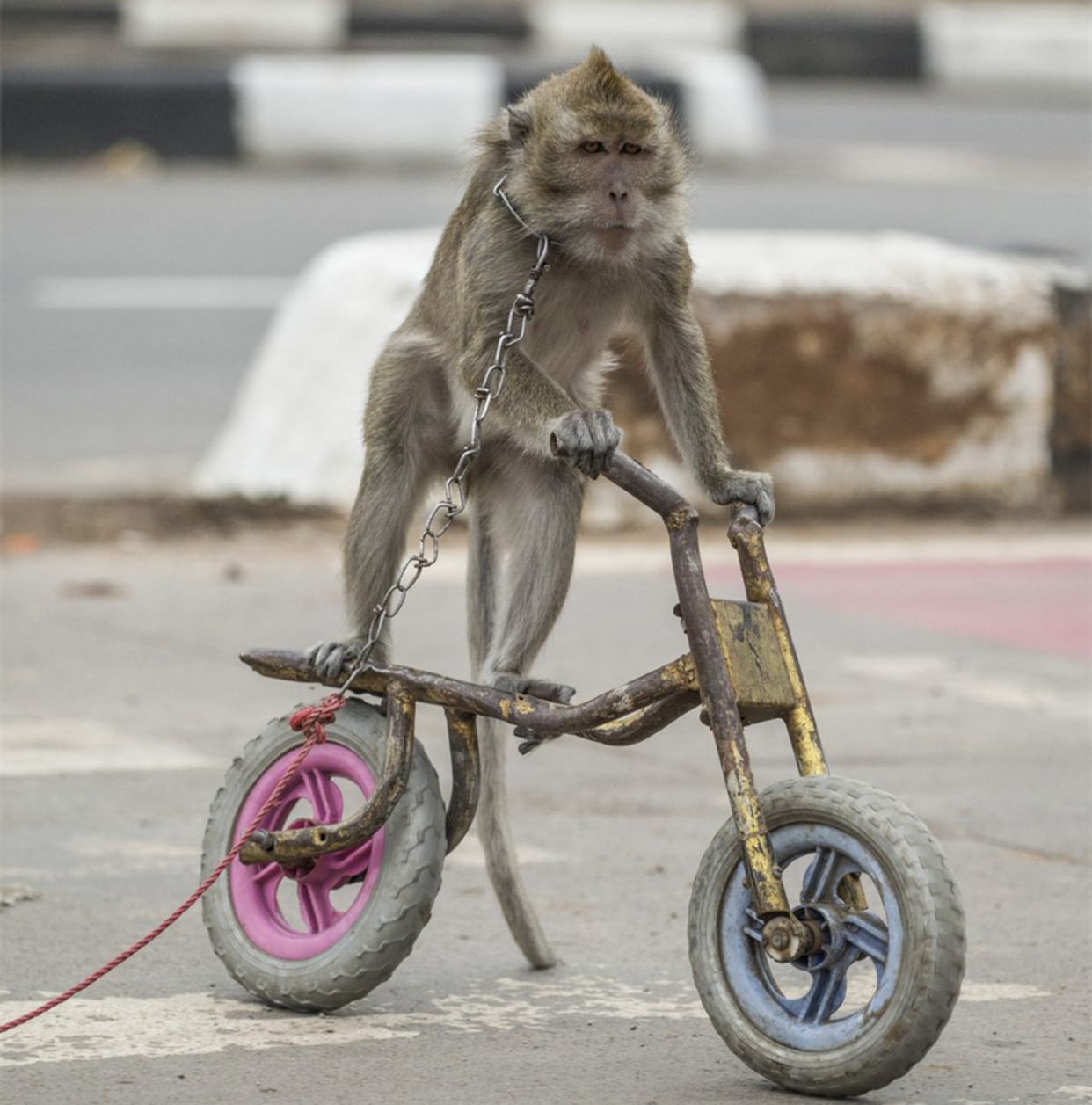 猴子500块一只,猴子50元一只