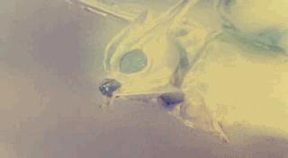 四大经典怪兽哥斯拉系列,哥斯拉里面的所有怪兽