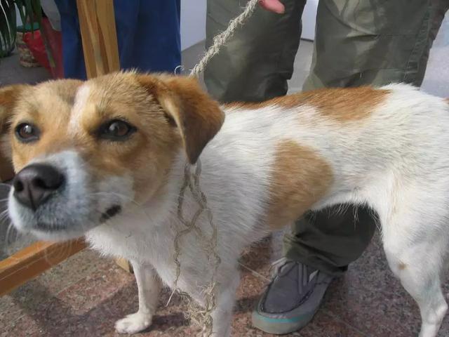 黑拉布拉多犬为什么不建议养,黑色拉布拉多成犬公犬