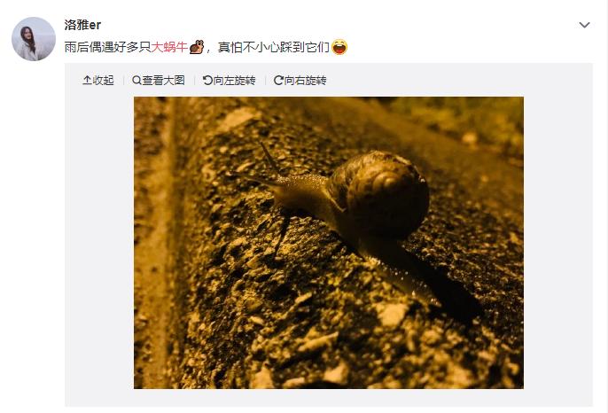 网红蜗牛的危害,非洲大蜗牛千万别让孩子碰