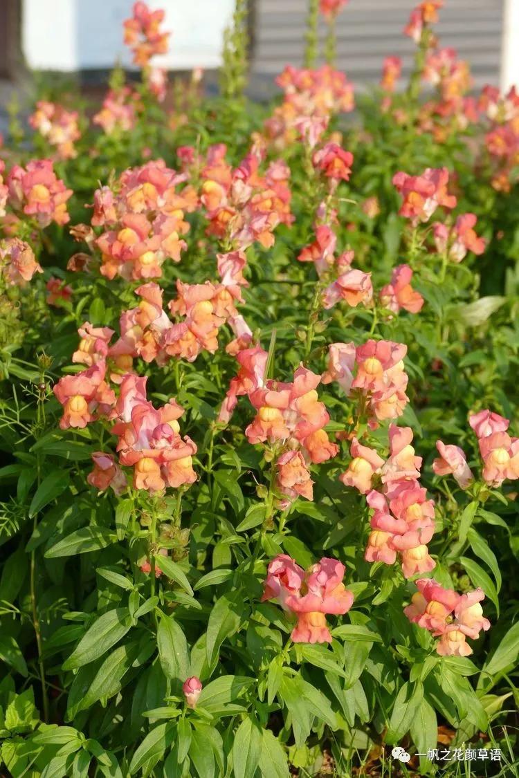 金鱼草的简介,金鱼草的地径