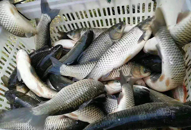 春季草鱼死得多怎么办,草鱼苗下塘总是死了怎么办呀