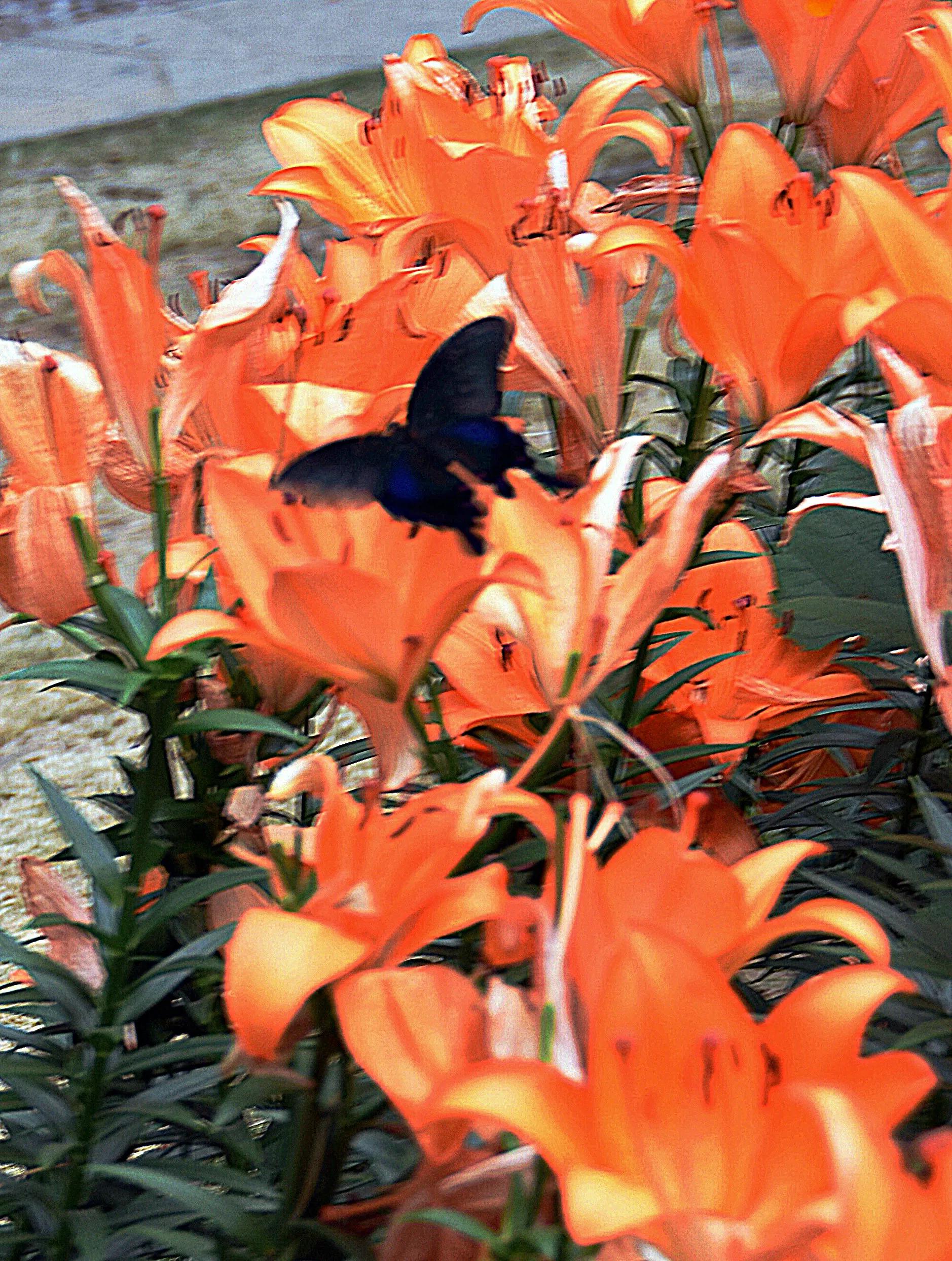 无锡梅园百合花节,无锡梅园的百合花开了