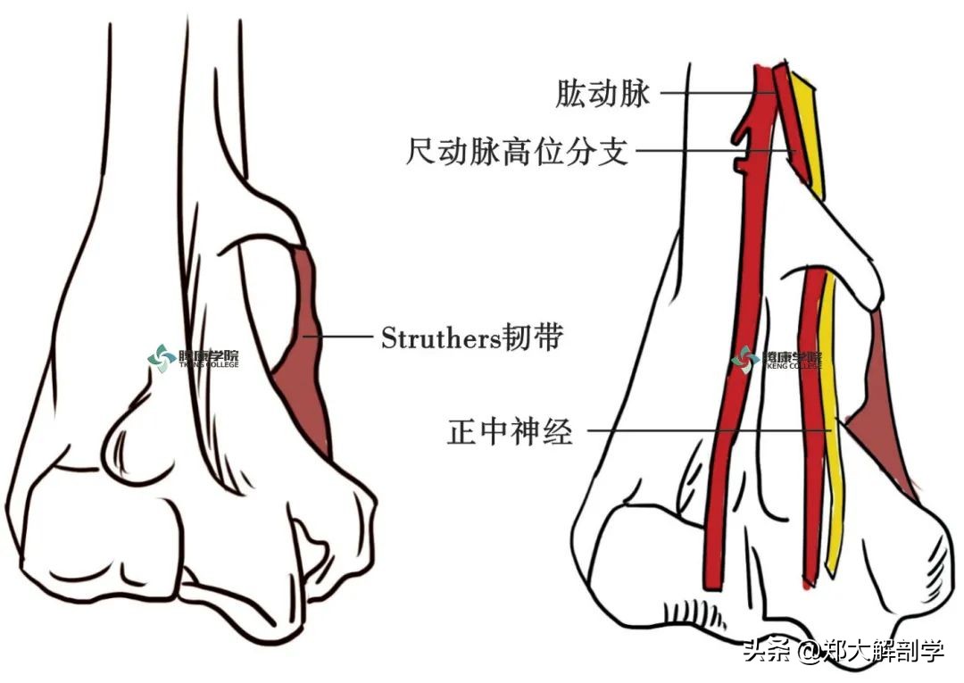 手腕正中神经卡压怎样治疗,腕管正中神经卡压怎么按摩