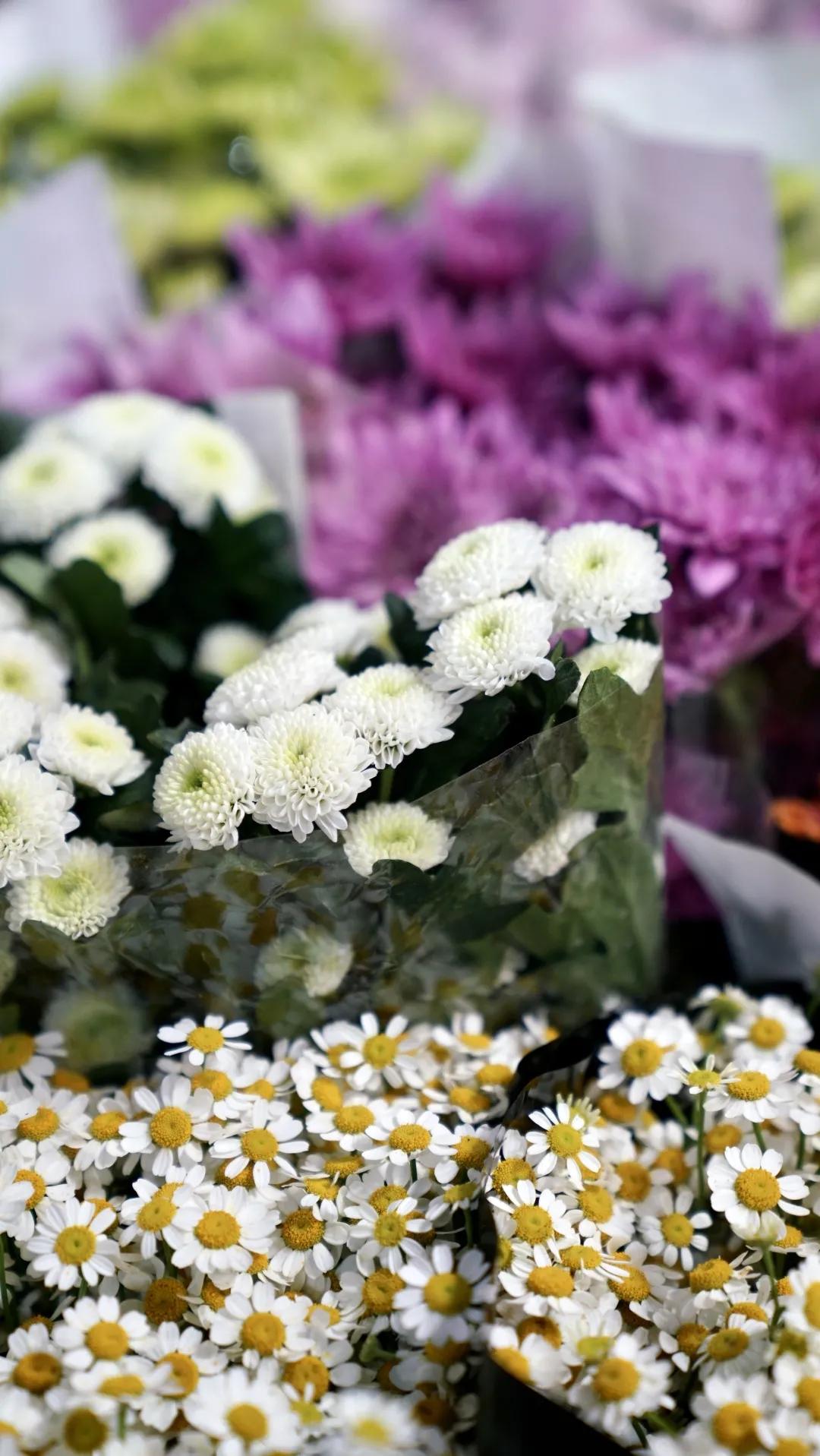 乌鲁木齐附近最便宜的花市,乌鲁木齐市花街在哪里