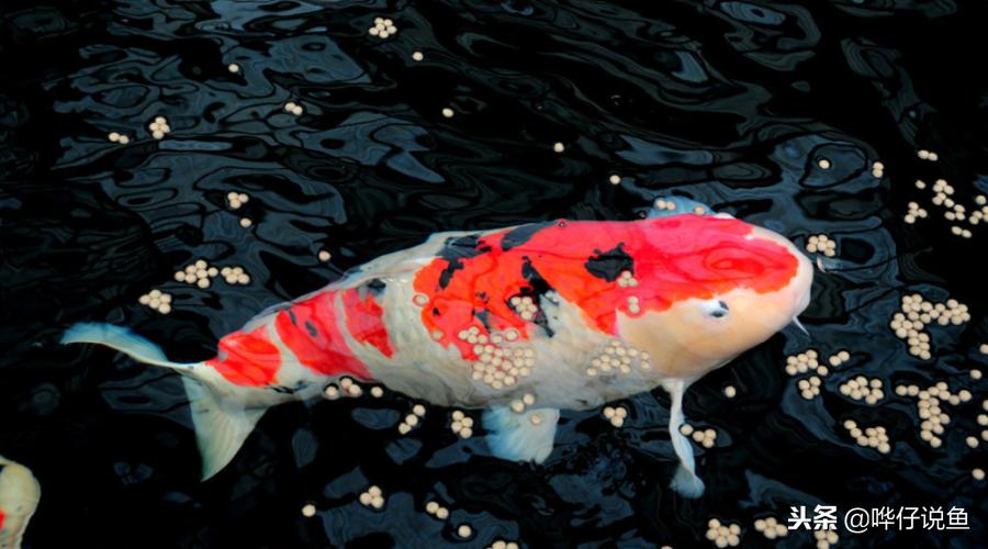 十大宠物鱼,宠物鱼排名前十的牌子