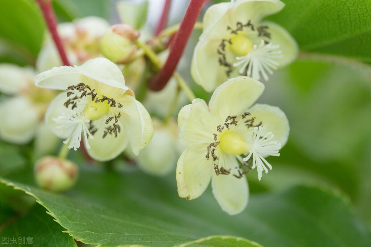 100种常见园林图鉴,列举20类不同的园林花卉