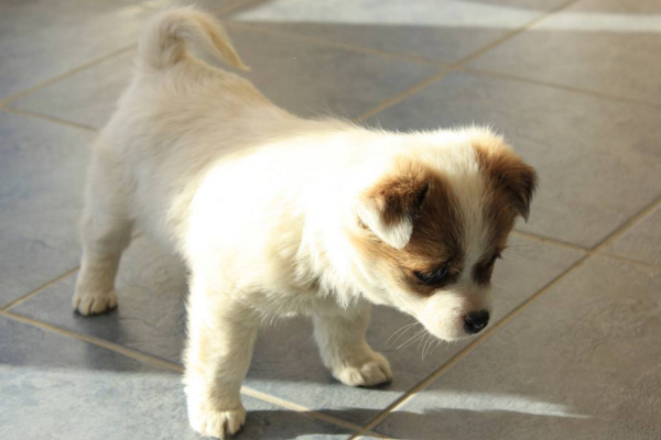 葡萄对狗狗有什么伤害,狗狗千万不要吃葡萄