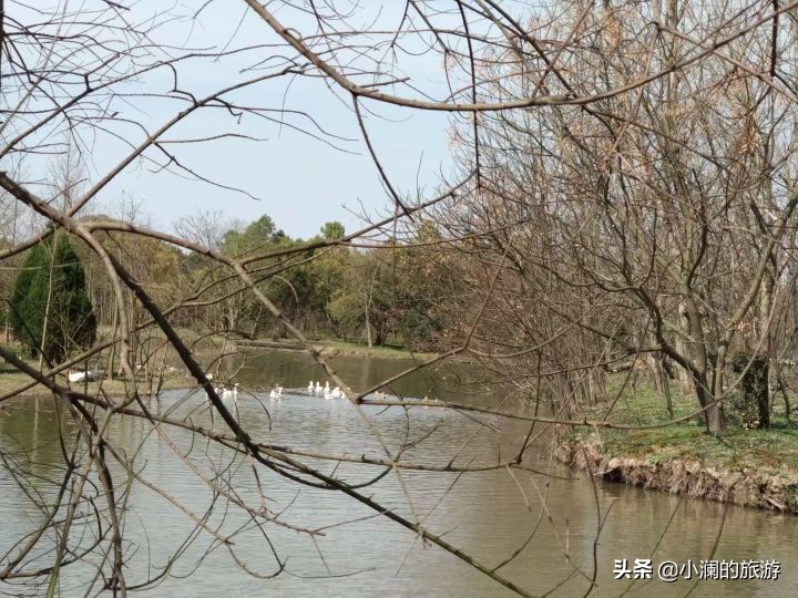 最大的上海森林公园,在上海郊区一座低调的森林公园