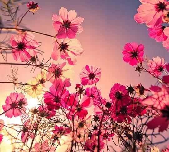 宝鸡作家,陕西宝鸡作家美文