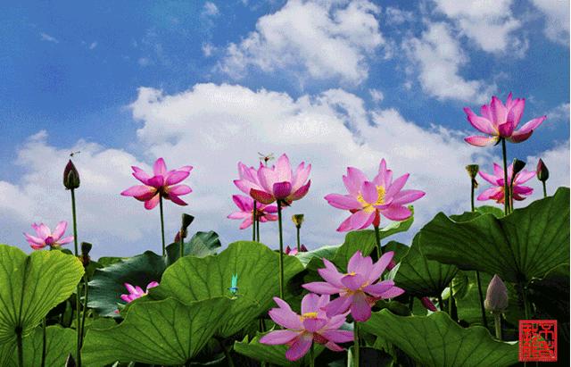 柯汝读邮：荷花T54映日荷花别样红