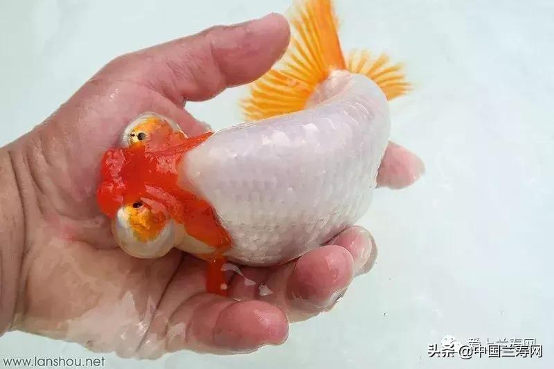 各种金鱼欣赏,金鱼鉴赏