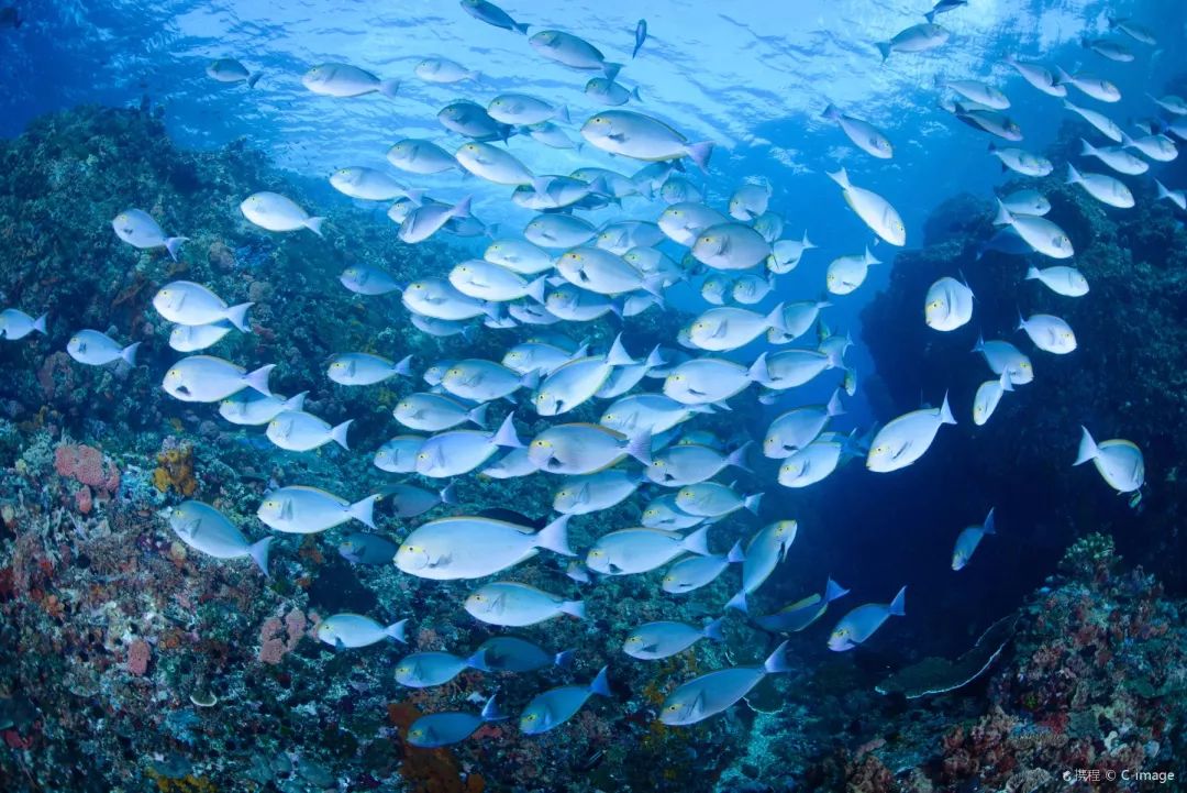 哪里可以免签无人海岛,中文免签海岛