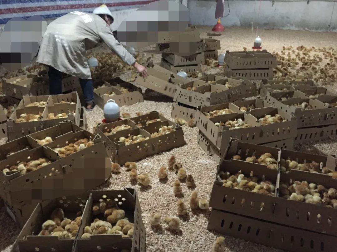 养土鸡该养什么鸡,养土鸡最好的养殖方法