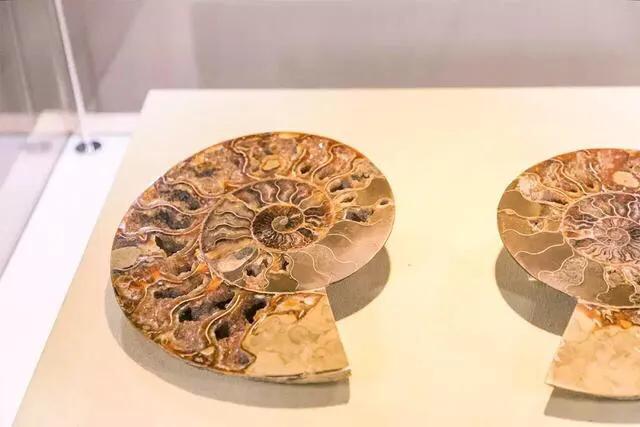 深圳适合小朋友好玩的地方推荐,深圳十个值得带孩子玩的地方