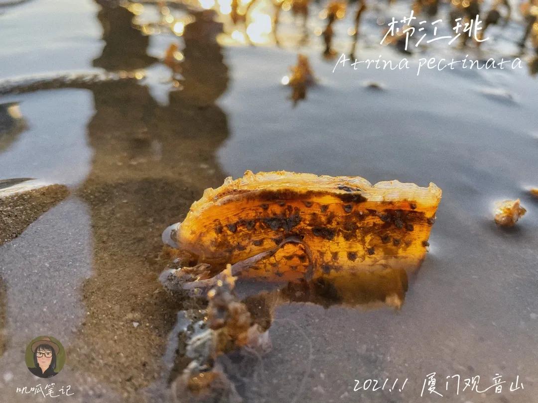 鼓浪屿赶海抓虫,鼓浪屿赶海佛手螺