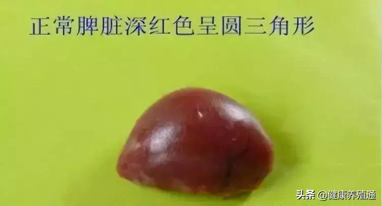 家禽与家禽解剖的不同点,家禽疾病诊断及解剖步骤