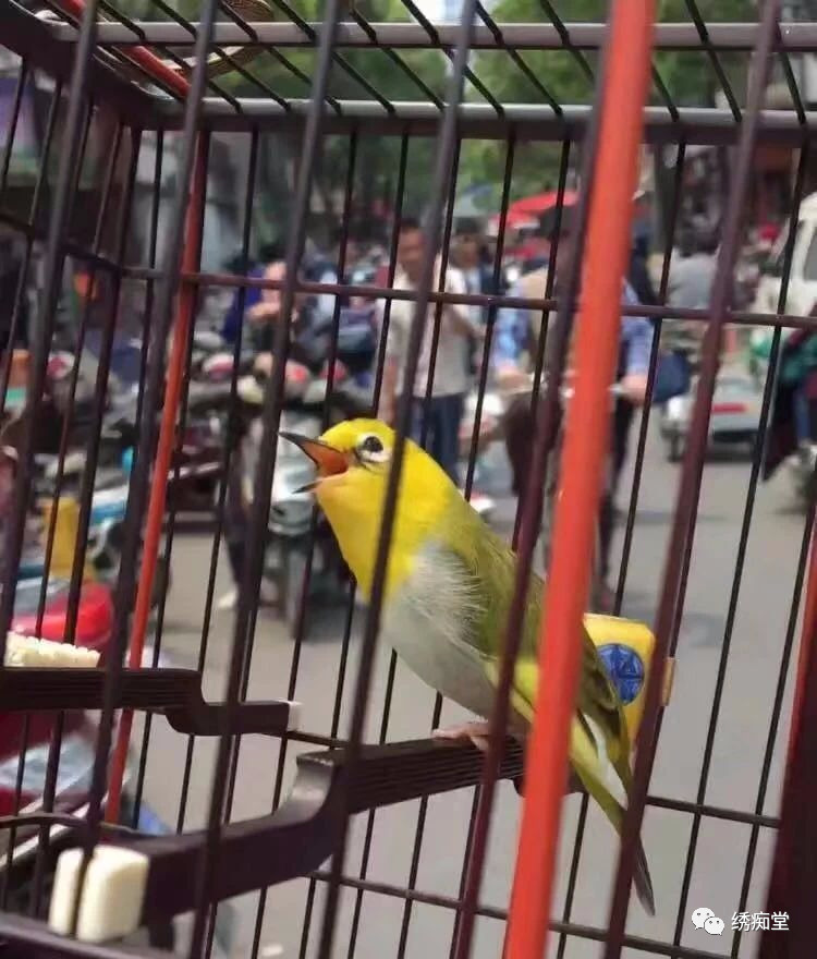 怎样和鸟交流沟通,与鸟沟通的话