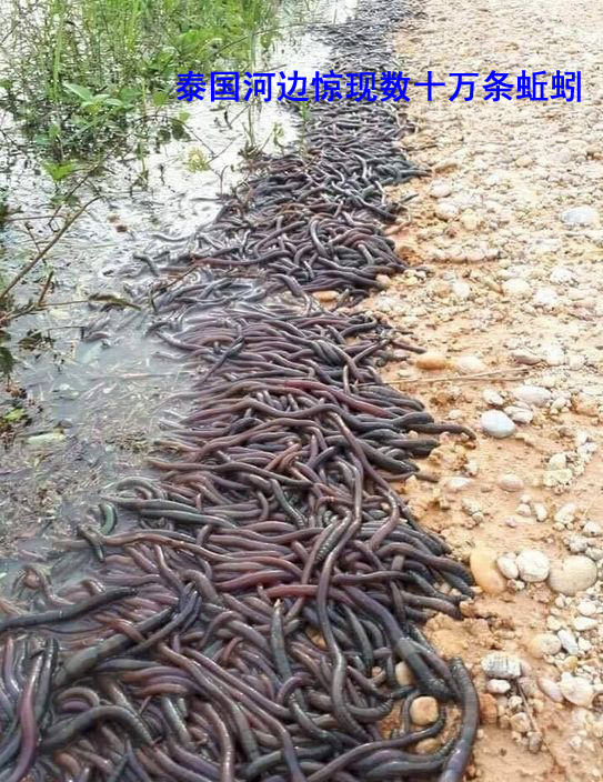 1976年盐源地震,地震自救互救常识512