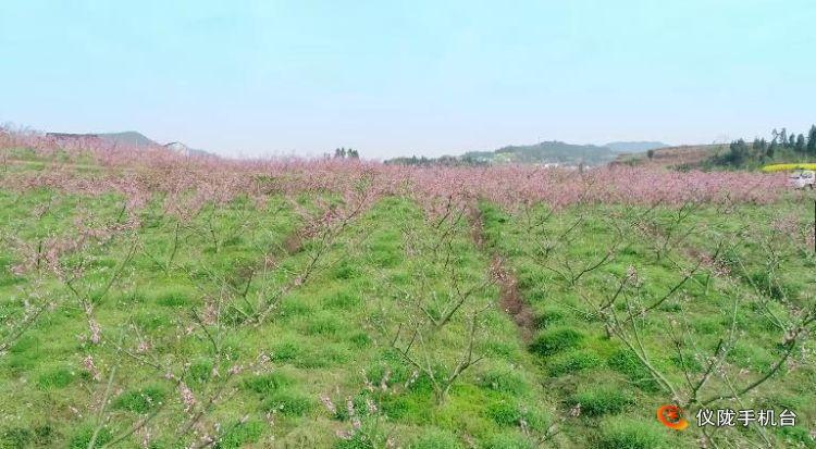 仪陇县新闻联播,仪陇县新闻联播视频