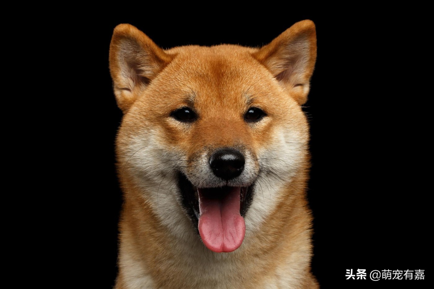 狗狗是否可以吃猪肉？分享犬旋毛虫病的七个知识点，早发现早治疗