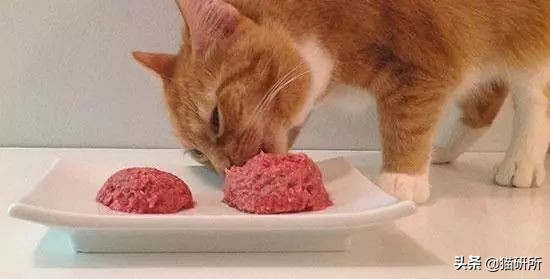 猫咪生病不进食怎么补充营养,猫咪生病后没有食欲怎么办
