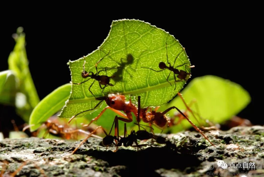 宠物蚂蚁基础知识,宠物蚂蚁怎么养新手教程