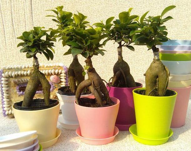 花草叶子发黄枯萎怎么办,花草的叶子发黄怎么办