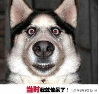 花生种免费经营模式,免费摘花生项目