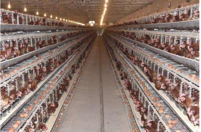 育雏蛋鸡的成本与利润,养殖蛋鸡的成本和利润是多少