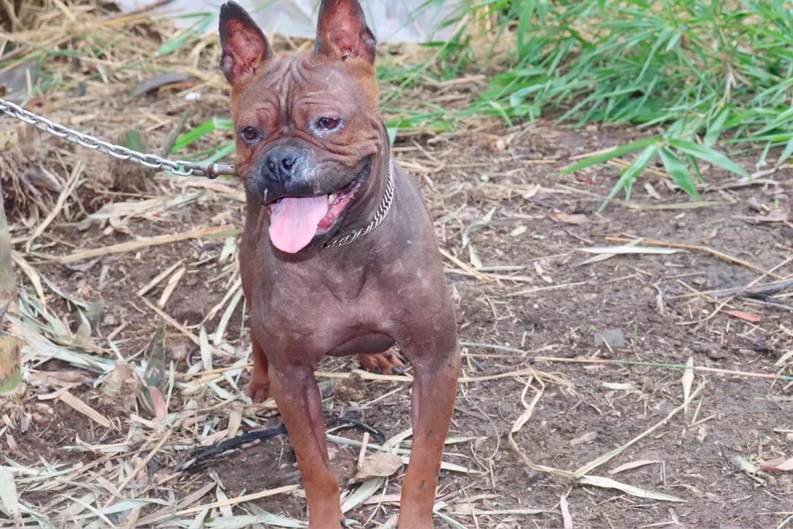 重庆九龙坡川东猎犬基地,川东重庆犬