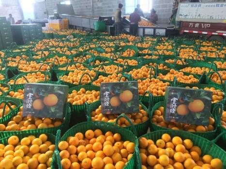 沉淀6年，赋能加速，丰农控股：构建农服行业独角兽公司