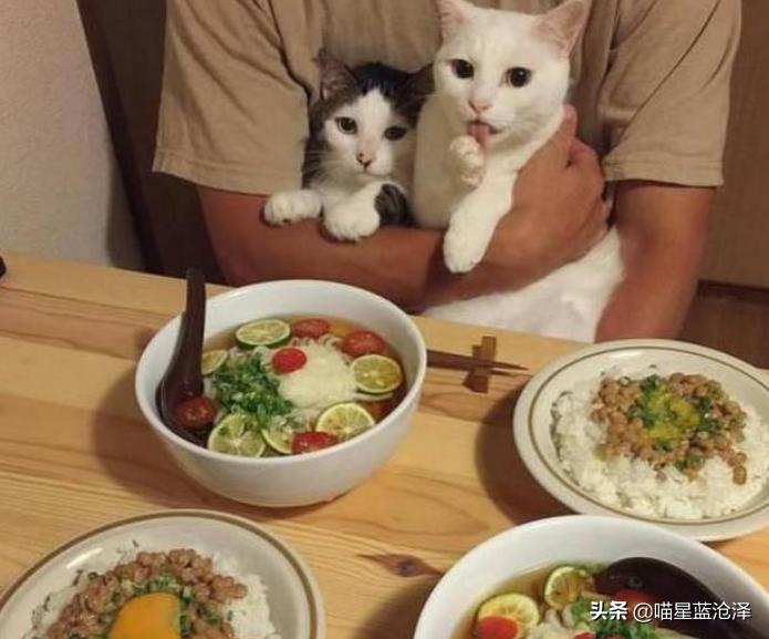 猫咪只吃猫粮不吃肉类可以吗,猫咪只吃肉不吃猫粮怎么补充营养