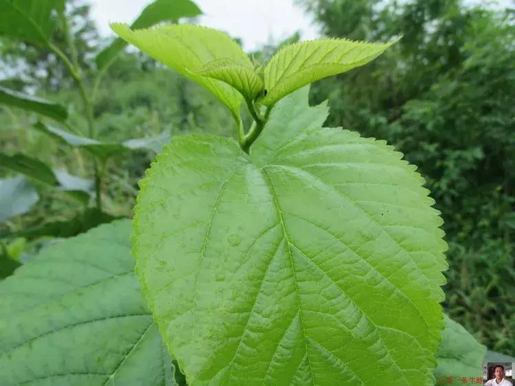 我的养蚕日记蚕的一生,我的养蚕记录感言