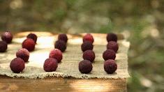 这个季节有了杨梅怎么做杨梅酒,一年一度的杨梅季泡杨梅酒