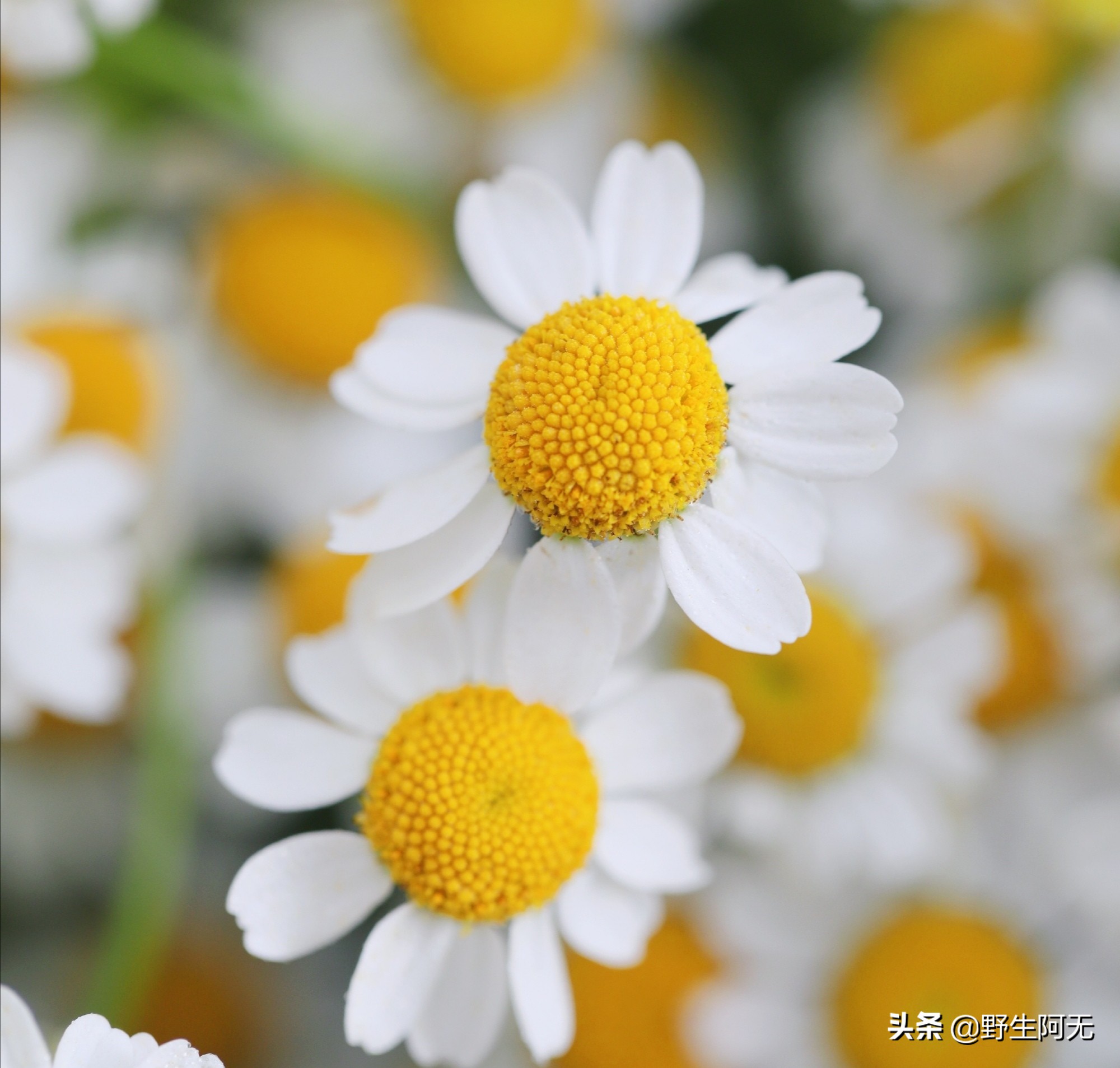 洋甘菊切支养护方法,鲜切洋甘菊怎样才能保持长久