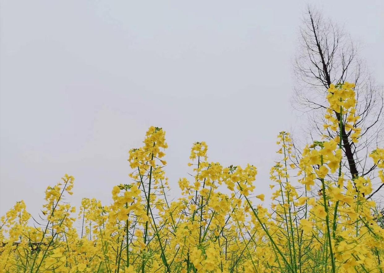 精油成分分类,精油的分类与用法大全