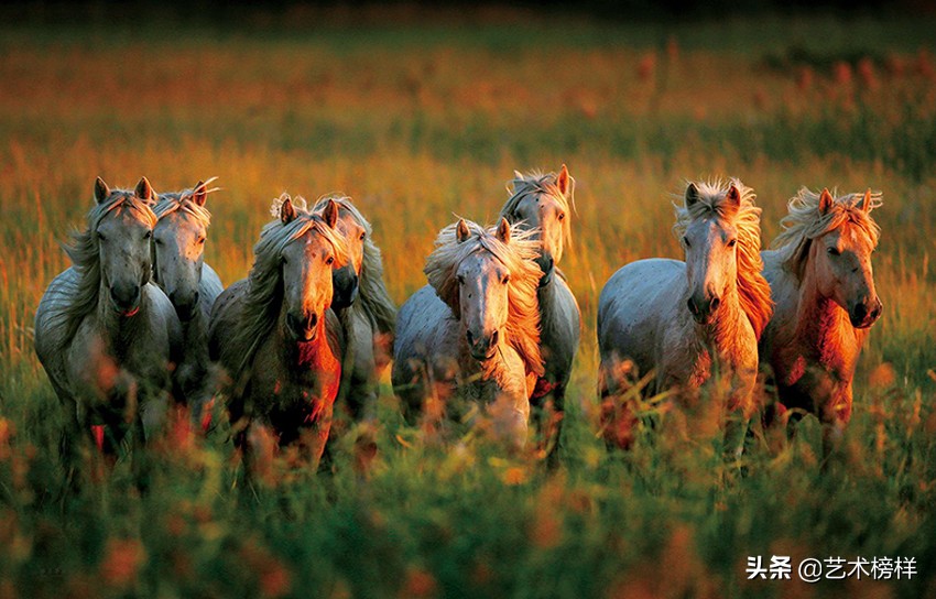摄影家张明友：把“蒙古马精神”传播到全世界