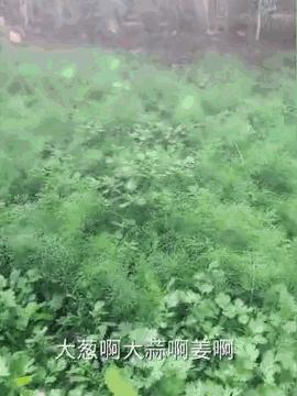 中国丈母娘把女婿花园改造成菜园,中国丈母娘改花园