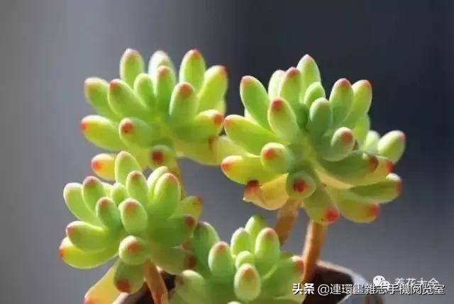 365种多肉图谱大全,365种鲜花图册大全