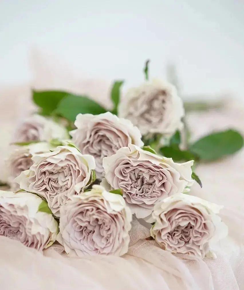 花卉市场晚上营业,今天的花卉市场