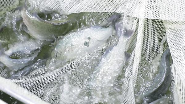 顺德顶级私房菜,寻味顺德5家古宅私房菜