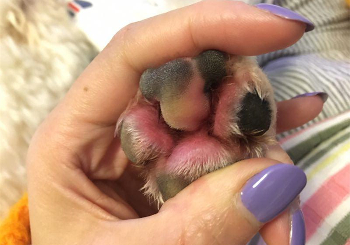 狗狗脚掌又红又肿怎么回事,小狗犬瘟热脚掌会怎么变化
