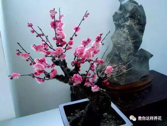 冬季北方房间适合养的木本花,这5种花随便养