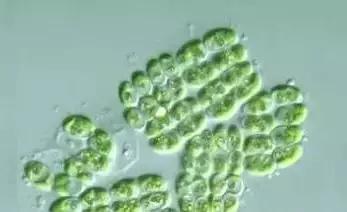 水产养殖藻类老化是怎样的,水产养殖显微镜下各种藻类