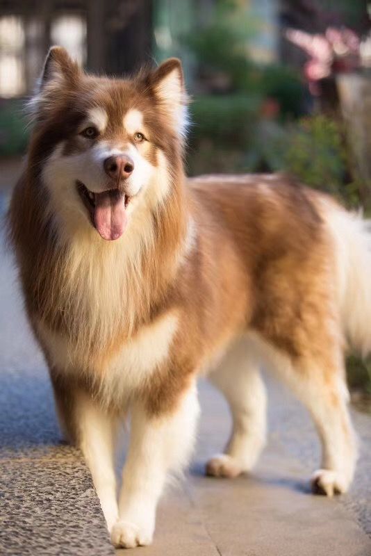 letsgo带你去兜风,letsgo旅行视频