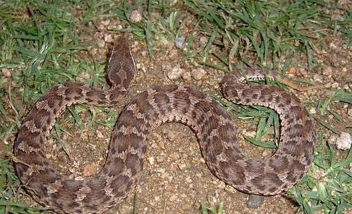 蛇是不是灵性的动物,蛇是灵性的动物