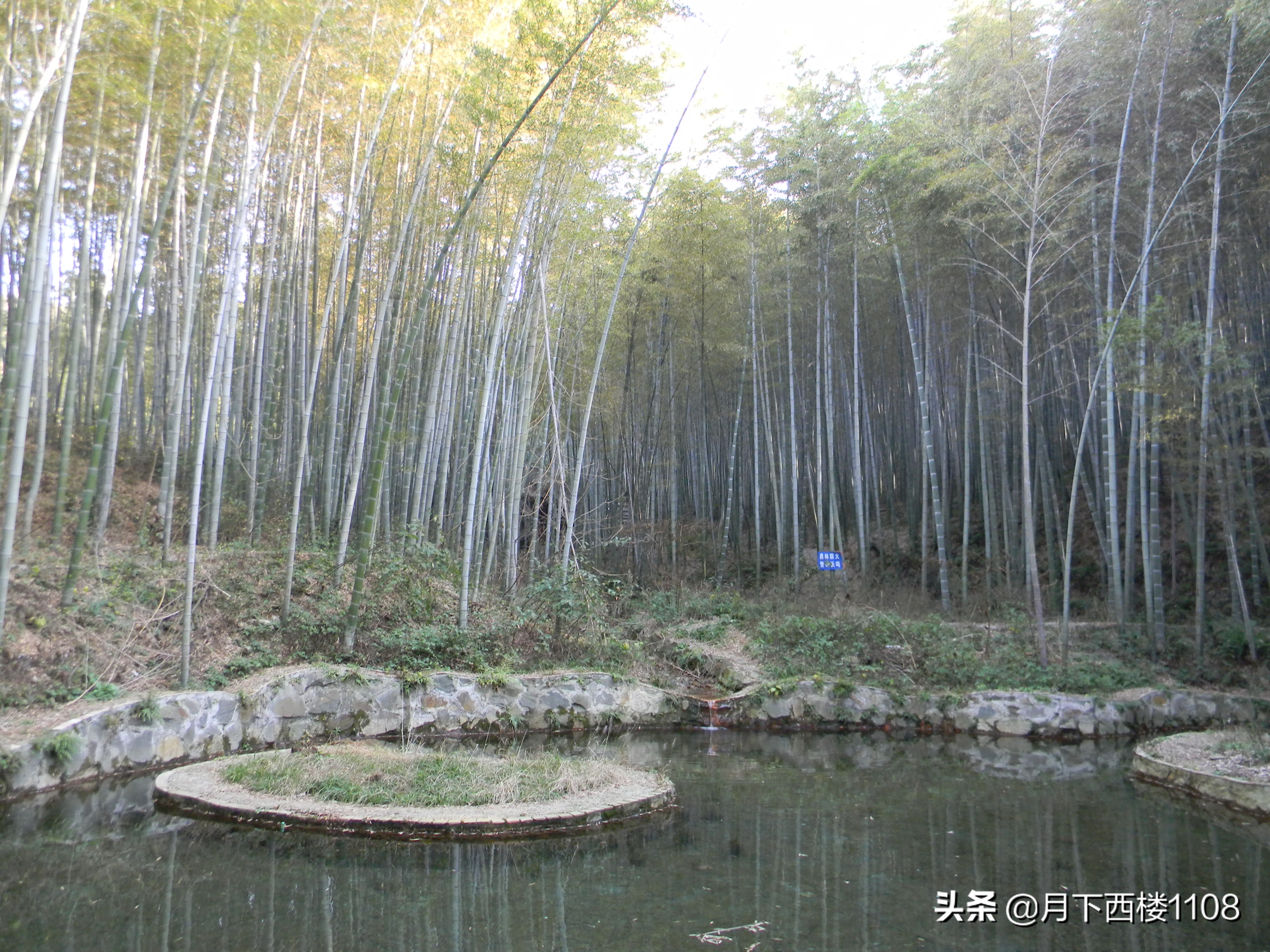 江苏南山竹海天然氧吧,南京石塘竹海风景区开放了吗